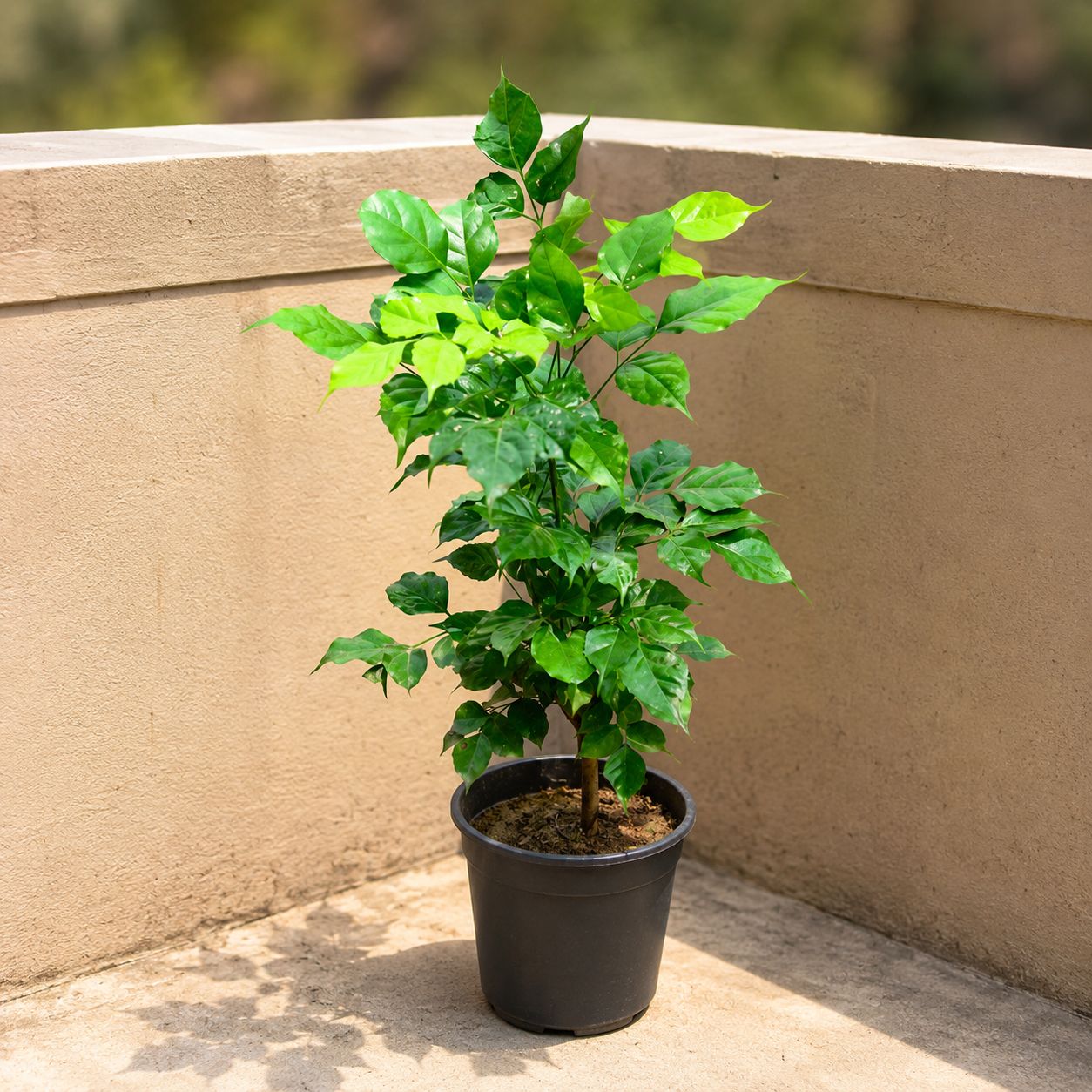 Radermachera / China Doll (~ 2 Ft) in 6 Inch Nursery Pot