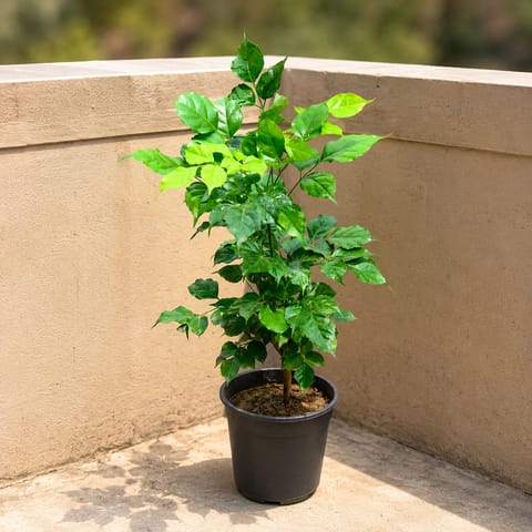 Radermachera / China Doll (~ 2 Ft) in 6 Inch Nursery Pot