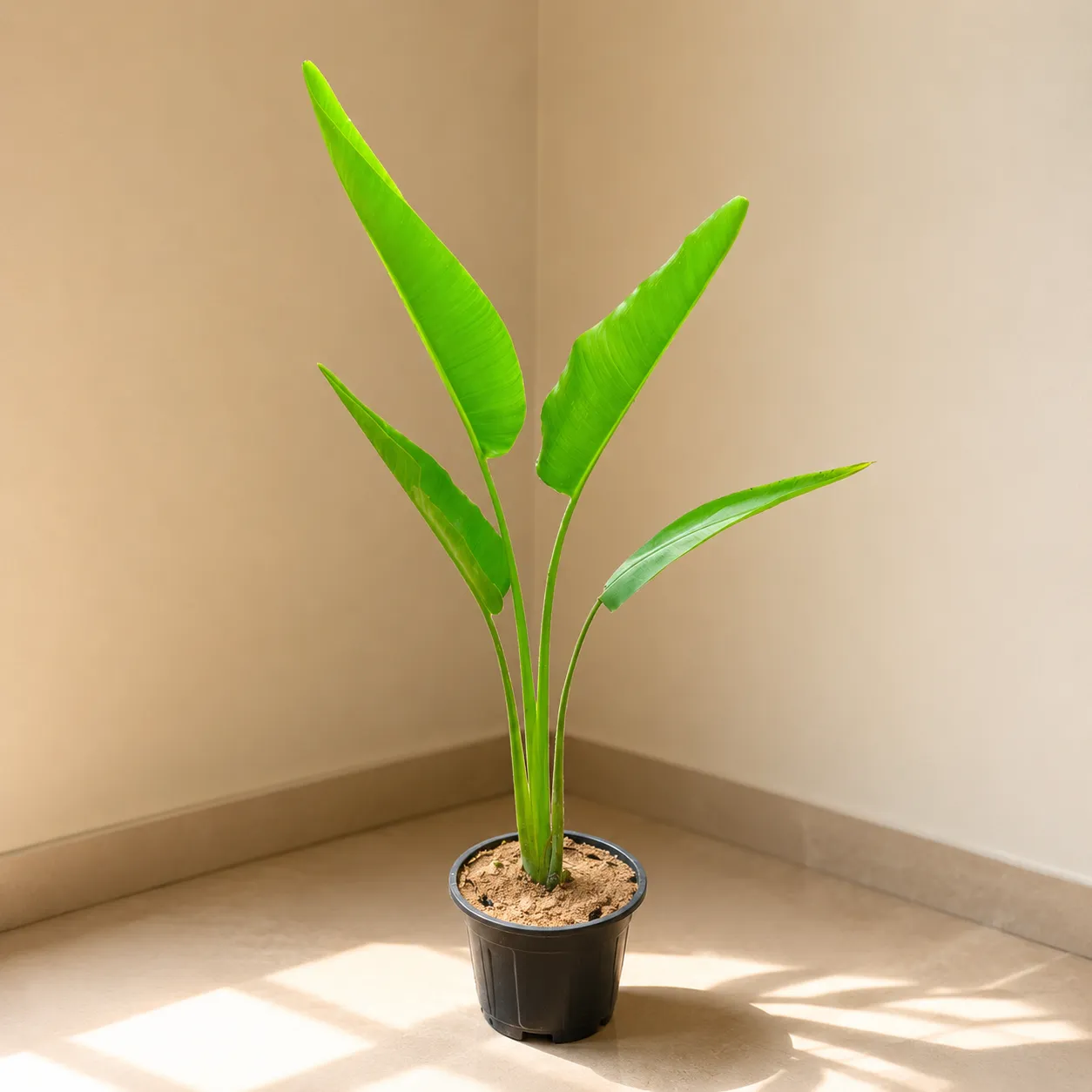 Traveller Palm (~ 5 Ft) in 8 Inch Nursery Pot