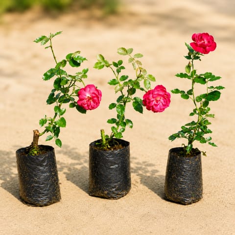 Set of 3 - Desi Gulab / Rose (Any Colour) in 4 Inch Nursery Bag