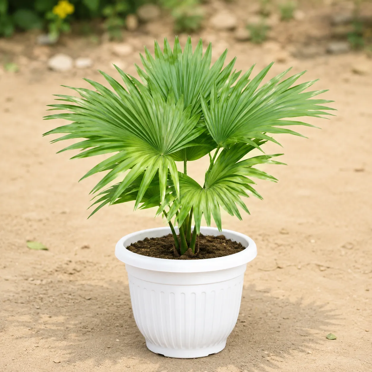China Palm / Fan Palm in 8 Inch White Olive Plastic Pot