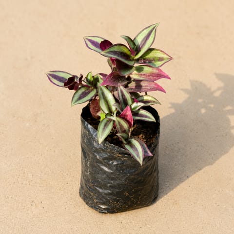Wandering Jew in 4 Inch Nursery bag