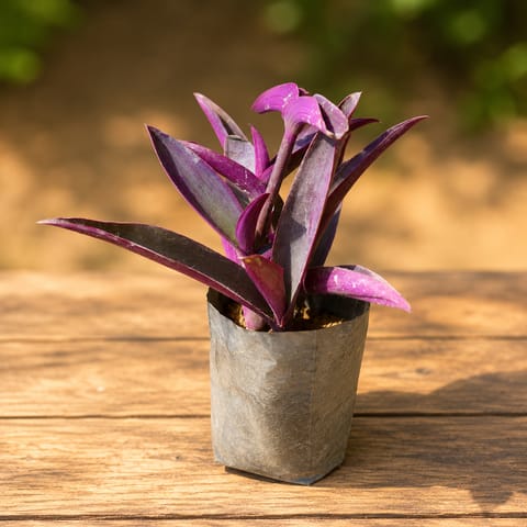 Purple Heart in 3 Inch Live Fresh Plant Nursery Bag in Naraina