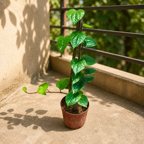 Paan in 6 Inch Nursery Pot