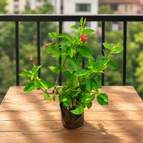 Hibiscus Red in 6 Inch Nursery Bag