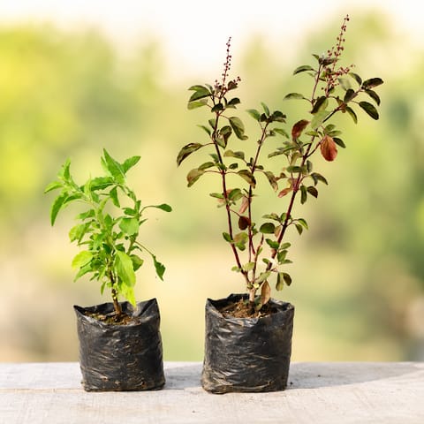 Tulsi Parampara Pack - Set of 2 - Tulsi (Rama & Shyama) in 4 Inch Nursery Bag