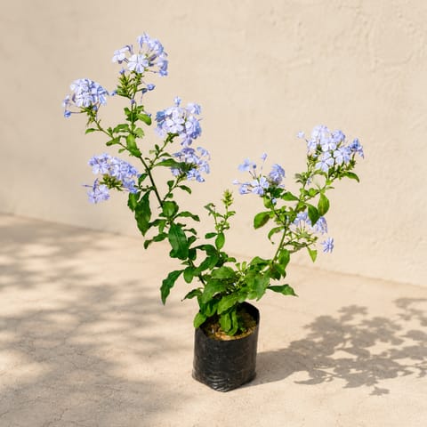 Plumbago Blue Flower in 5 Inch Nursery bag