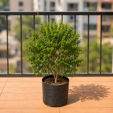 Duranta Green Ball - 3 ft (6 years old) in 10 Inch Live Fresh Plant Nursery Bag in Sector 4
