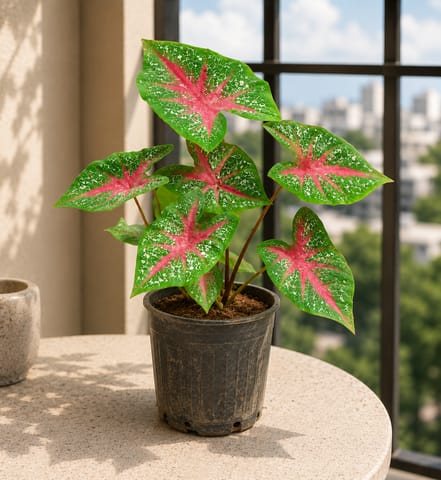 Caladium / Heart Of Jesus Green Plant in 4 Inch Nursery Pot