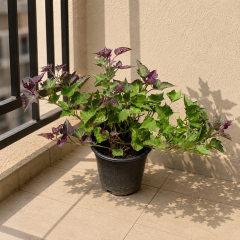 Ipomea Vareigated in 6 Inch Nursery Pot