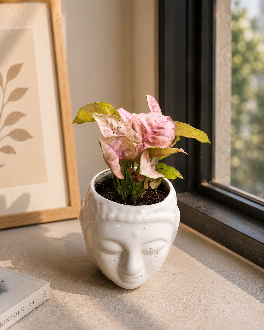 Syngonium Pink in 4 Inch Ceramic Buddha Planter (any colour)