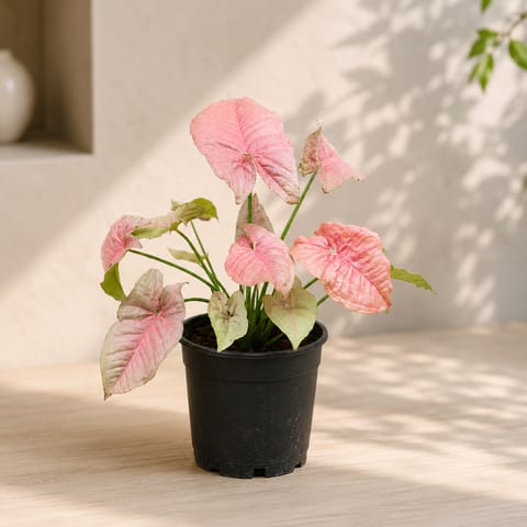 Syngonium Pink in 4 Inch Nursery Pot