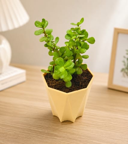 Jade in 4 Inch Beige Marble Premium Diamanti Plastic Pot
