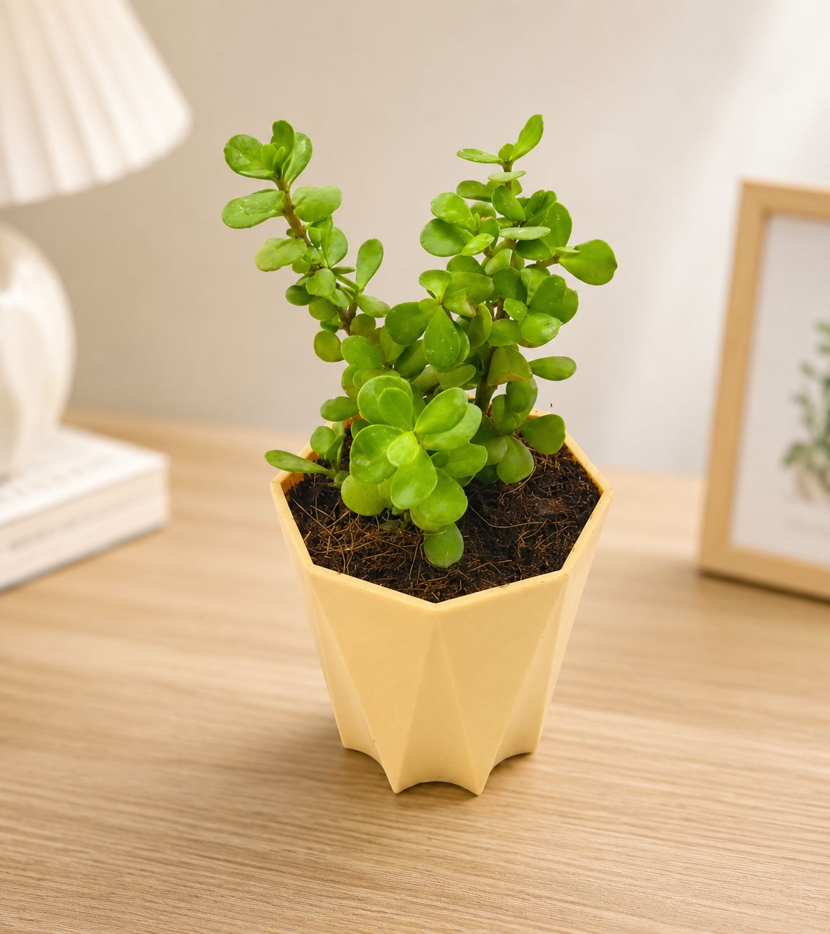 Jade in 4 Inch Beige Marble Premium Diamanti Plastic Pot