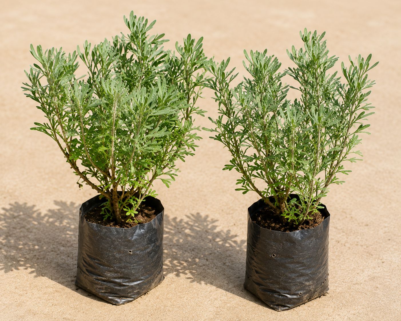 Set of 2 - Lavender in 4 Inch Nursery Bag