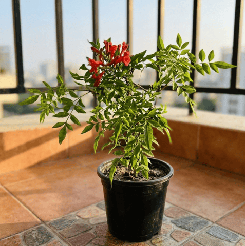Tecoma  Pune (any colour) in 6 Inch Nursery Pot