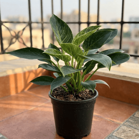 Philodendron Birkin in 4 inch Nursery pot