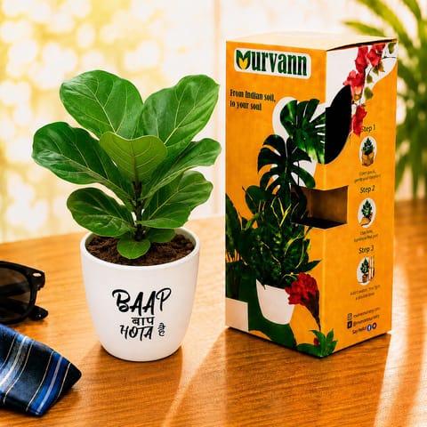 Fiddle Leaf in 4 Inch White Glossy Bloom Cup Ceramic Planter - Gift For Dad