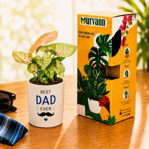 Syngonium Bronze Butterfly in 4 Inch White Glossy Stem Pipe Ceramic Planter - Father's day Gift