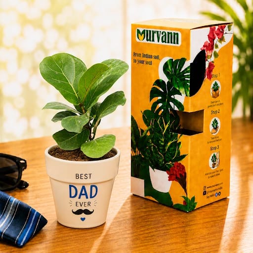 Fiddle Leaf Fig in 5 Inch Pearl Glossy Ashwani Collar Ceramic Planter - Gift For Dad