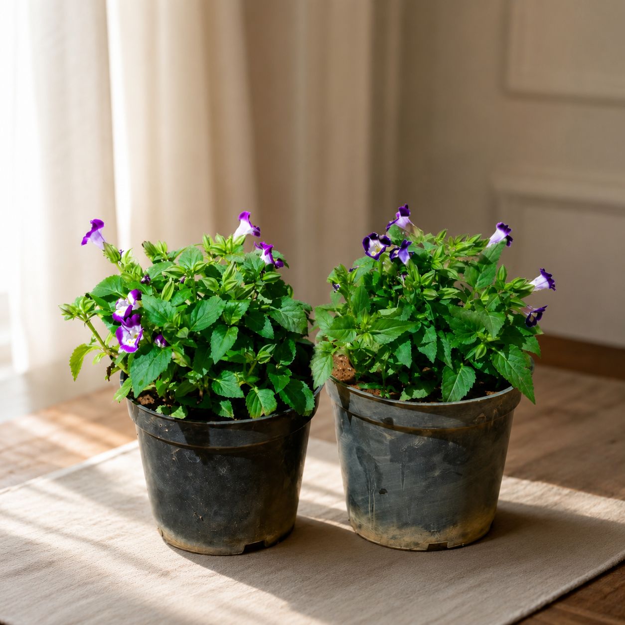 Set of 2 - Wishbone / Torenia (Any Colour) in 4 Inch Nursery Pot