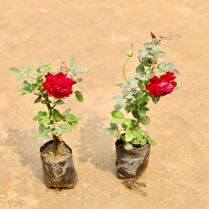 Set of 2 Rose Red in 4 Inch Nursery Bag