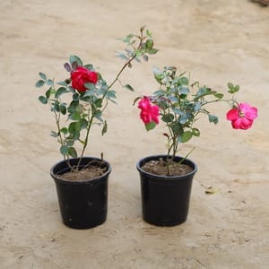 Set of 2 Rose in 6 inch Nursery Pot