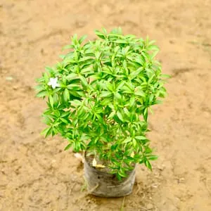 Mini Chandni / Dwarf Chandni in 8 Inch Nursery Bag