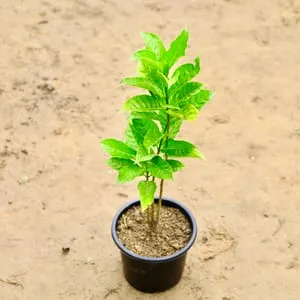 Double Chandni white in 6 Inch Nursery Pot