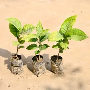 Set of 3 - Bel Patra in 4 Inch Nursery Bag