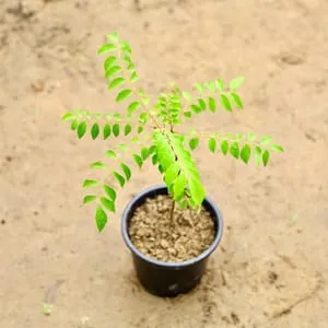 Curry Patta in 6 inch Nursery Pot
