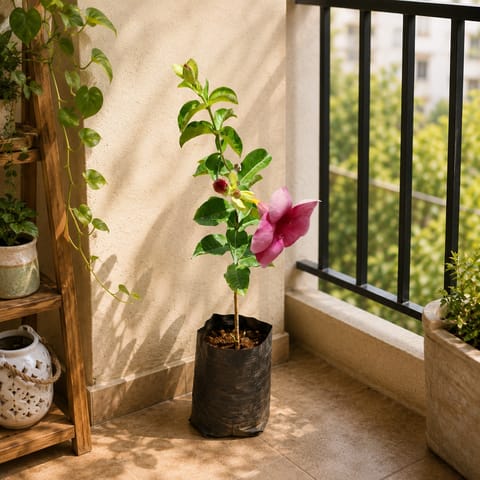 Mandevilla Blooming (any colour) in 5 Inch Nursery Pot