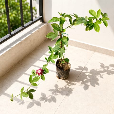 Passion Flower / Rakhi Bel Pink in 5 Inch Nursery Bag