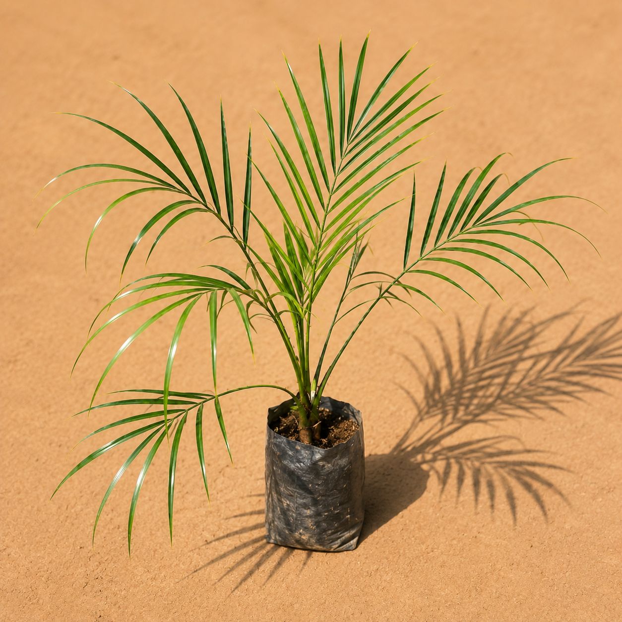 Phoenix Palm in 4 Inch Nursery Bag | Space Enhancing | Tropical Plant