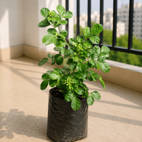 Murraya / Madhu Kamini (~ 1 Ft) in 5 Inch Nursery Bag