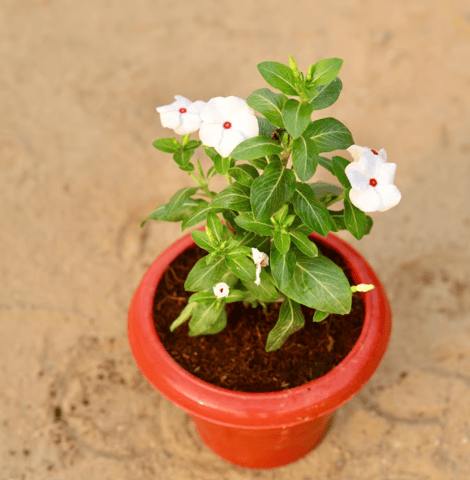 Vinca Sadabahar Desi in 8 Inch Plastic Pot