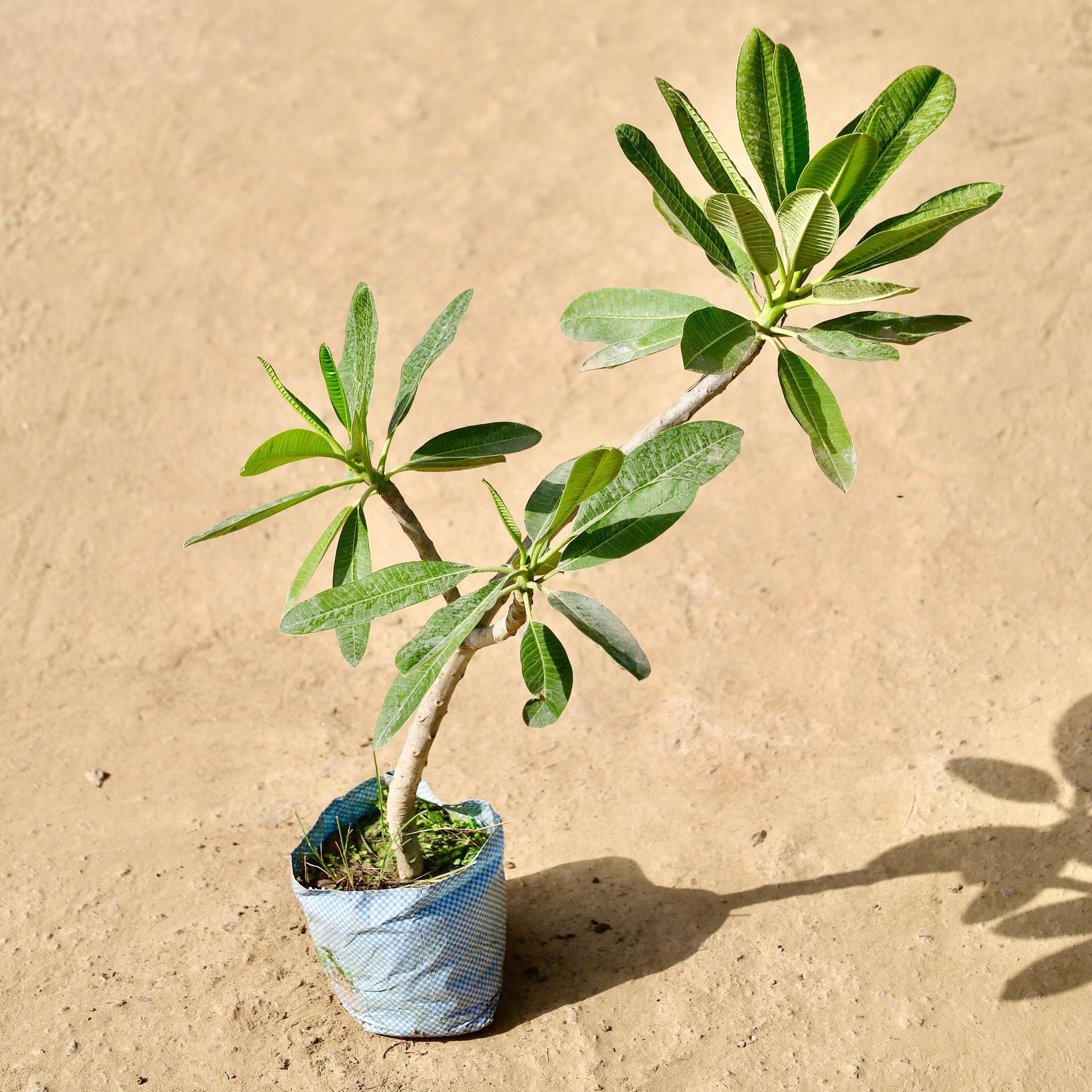 Swarna Champa- Fragrant Plant in 6 Inch Nursery Bag