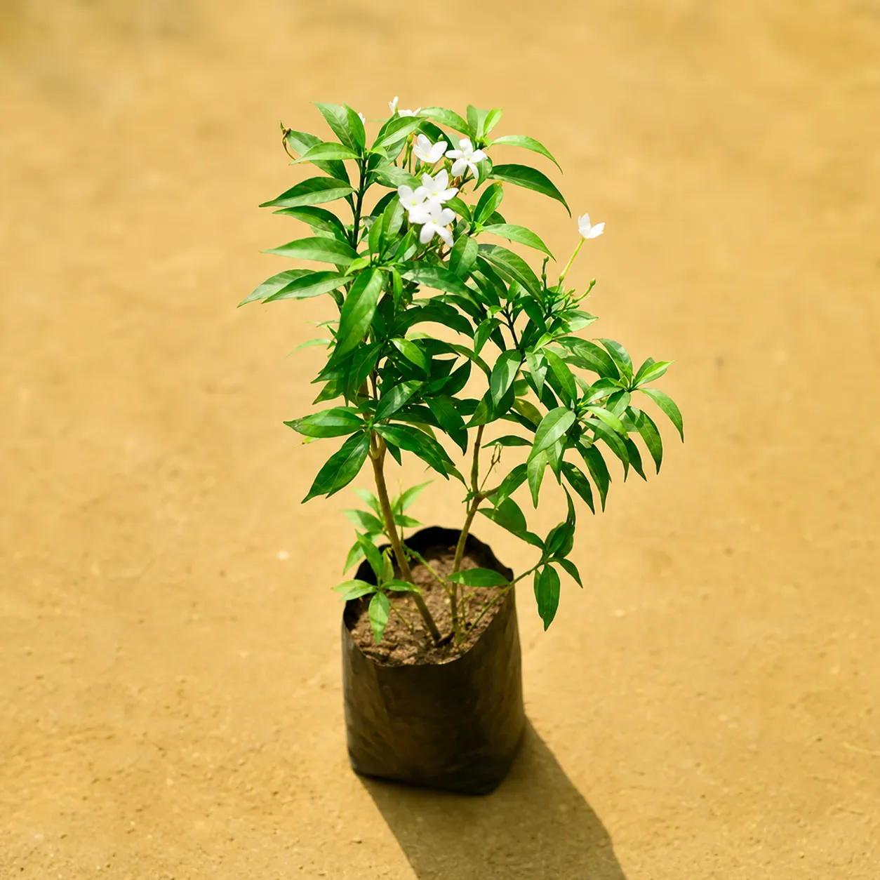 Chandni Dwarf in 4 Inch Nursery Bag
