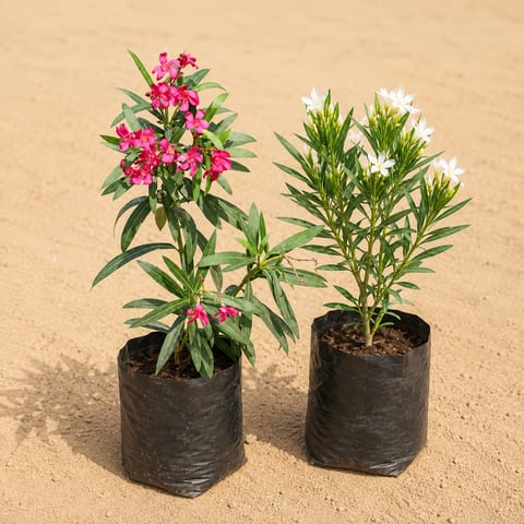 Set of 2 - Kaner / Oleander (any color) in 6 Inch Nursery Bags