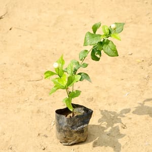 Mogra / Motia Jasmine in 4 Inch Nursery Bag
