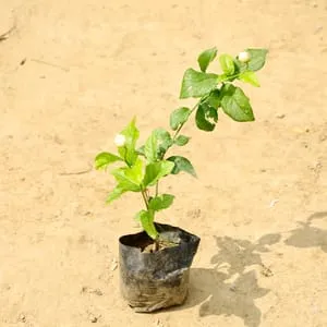 Mogra / Motia Jasmine in 4 Inch Nursery Bag