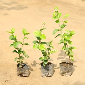 Set of 3 - Mogra / Motia Jasmine (Any Colour) in 4 Inch Nursery Bag