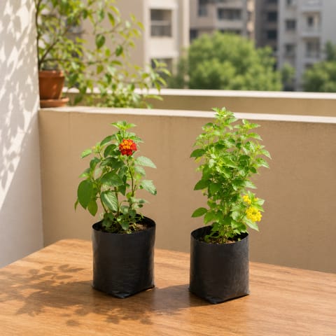 Sunshine Duo: Set of 2 - Lantana Red & Yellow in 3 Inch Nursery Bag