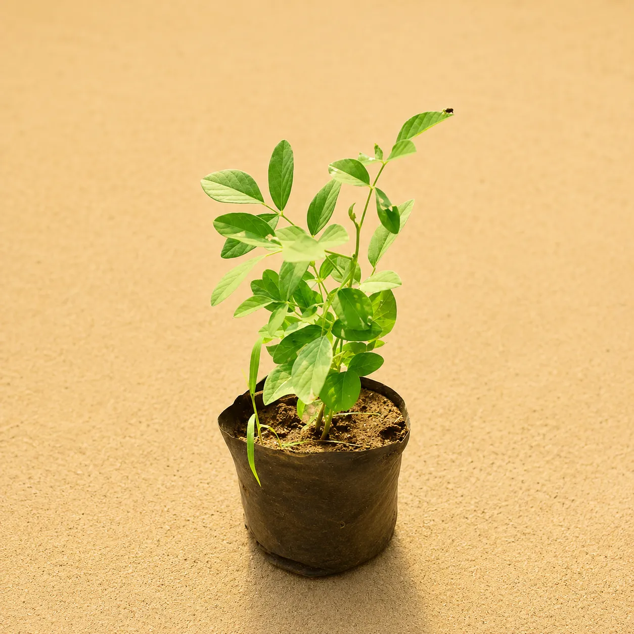 Aparajita (any colour) in 4 Inch Nursery Bag