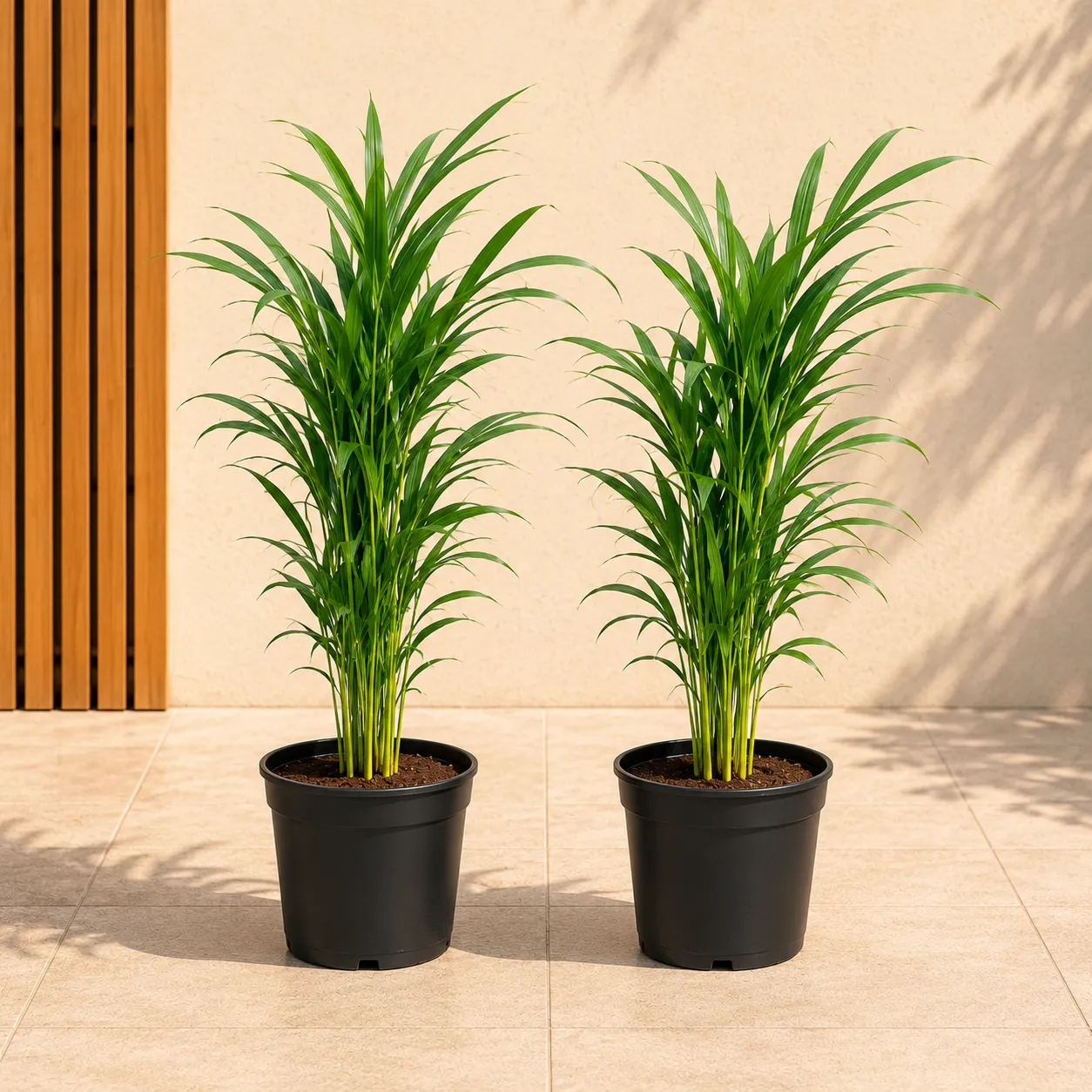 Fresh Space Duo - Set of 2 - Areca Palm (~ 2 Ft) in 6 Inch Nursery Pot | Instant Green Decor | Indoor Plants Combo