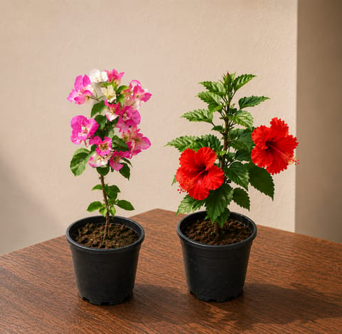 Flowering Delight Duo: Hibiscus Dwarf & Bougainvillea Dwarf (Any Color) in 6 Inch Live Fresh Plant Nursery Pot in Borivali Mumbai