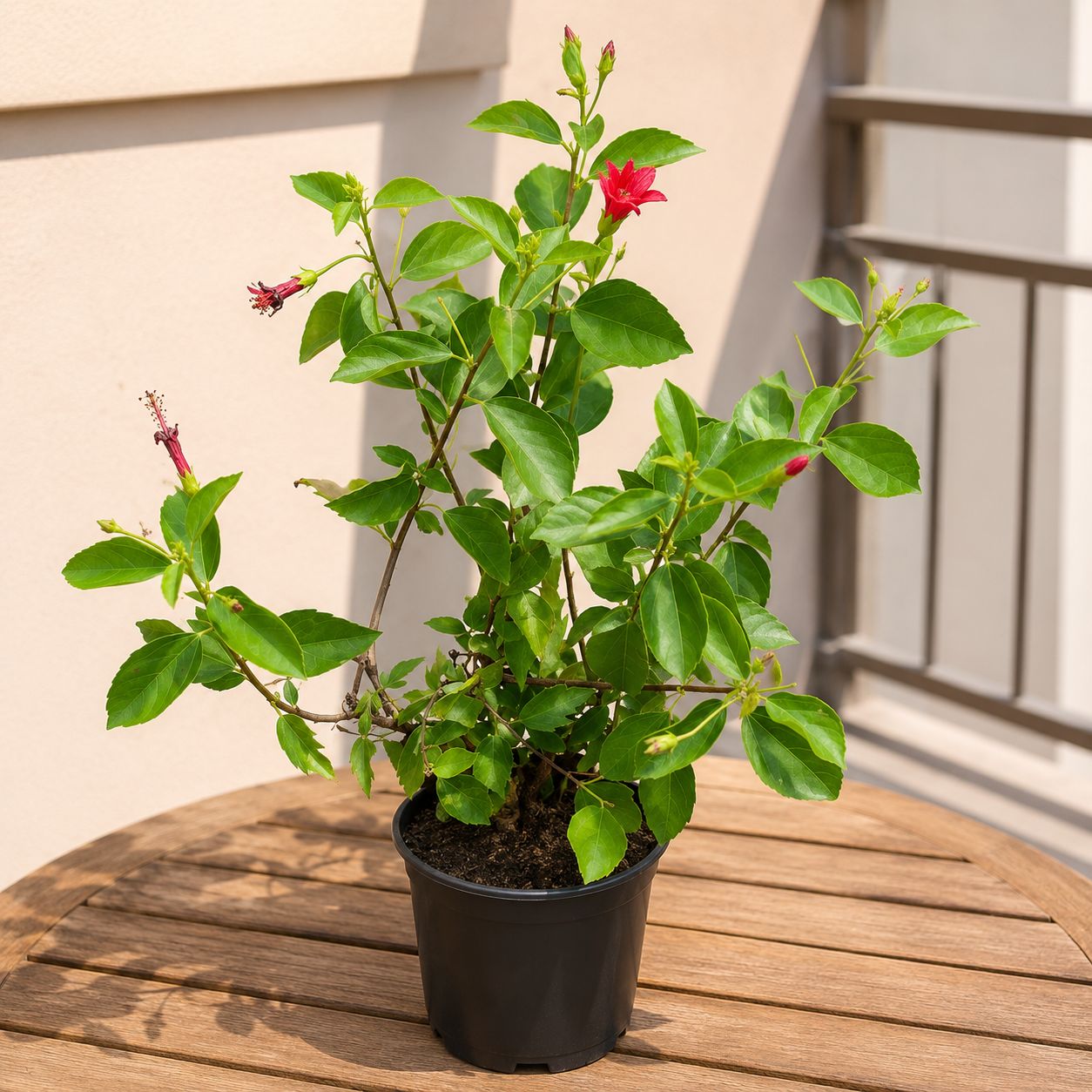 Hibiscus Red in 6 Inch Nursery Bag