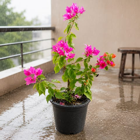 Large Bushy Bougainvillea Multiflora in 8 Inch Nursery Pot | Vibrant Paradise