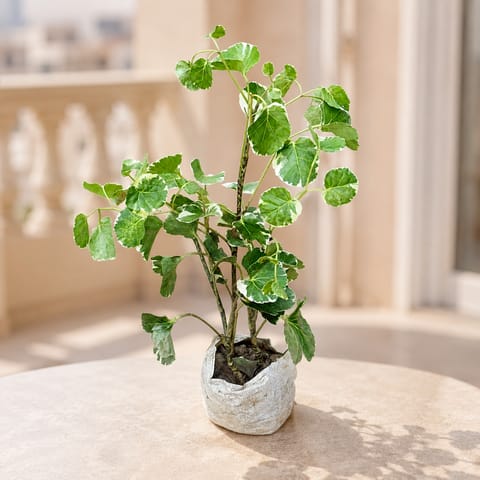 Aralia apple leaf / Dinner Plate in 4 Inch Nursery Bag