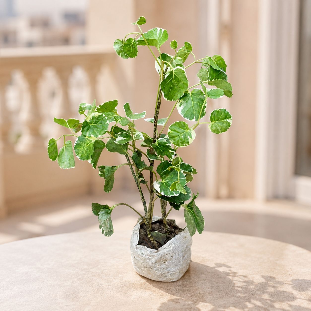 Aralia apple leaf Dinner Plate in 4 Inch Nursery Bag